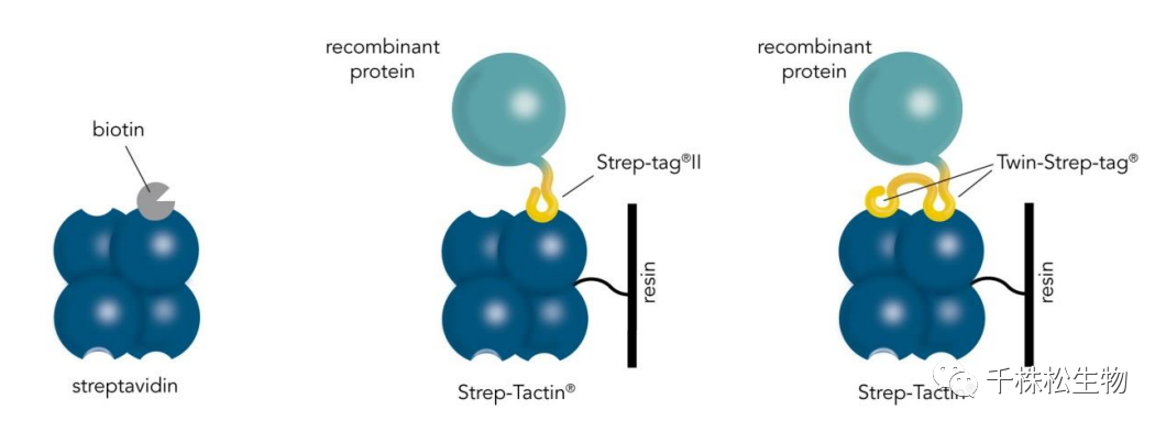 如何利用Strep-Tactin系统进行蛋白的表达和纯化（一）