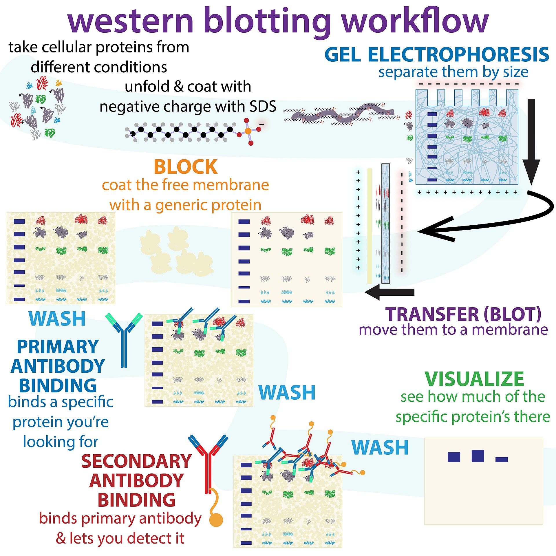 Western Blot技术历史（一）