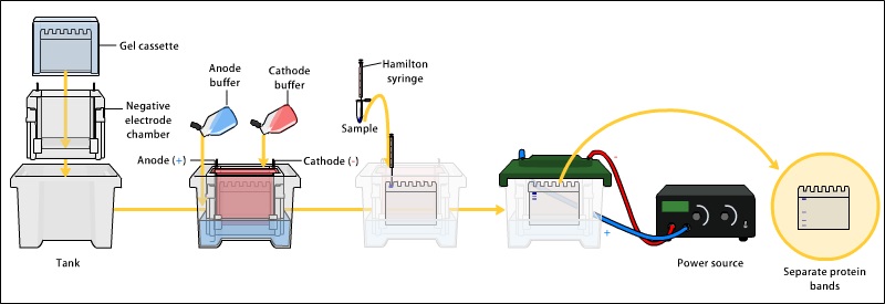 SDS-PAGE_Electrophoresis.jpg