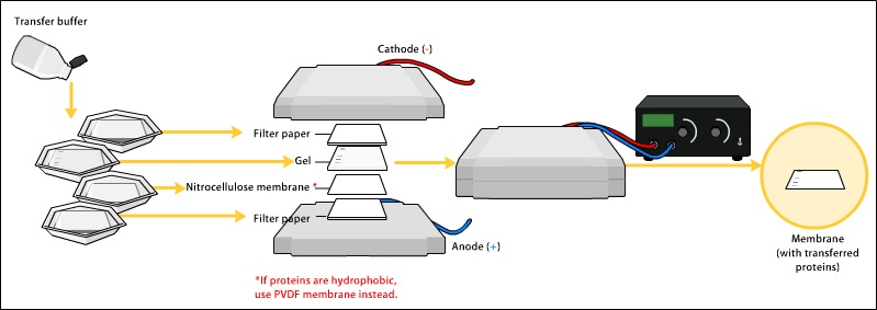 Western_blot_transfer.jpg