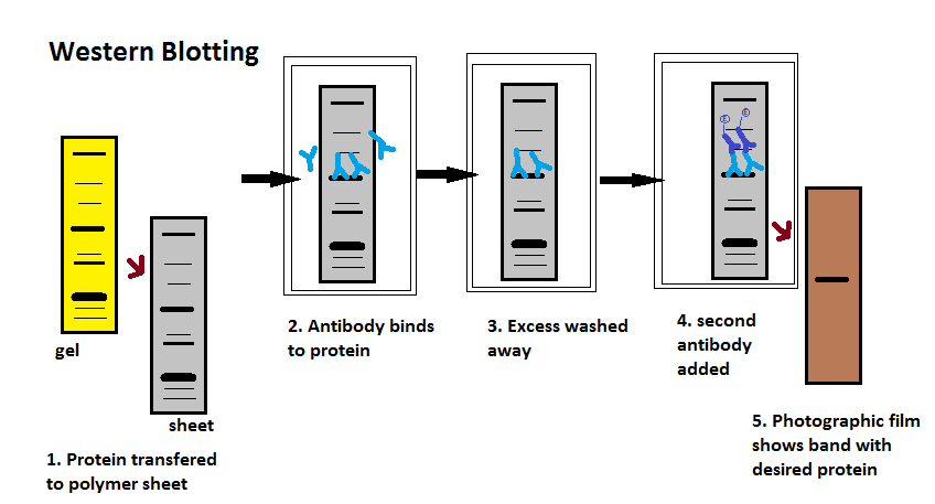 Western_Blotting.png