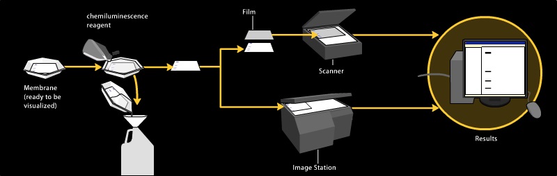 Western_blot_chemiluminescent_detection.jpg