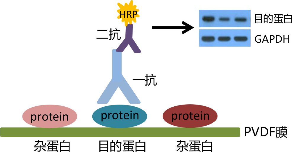 Western blot（WB）检测技术服务