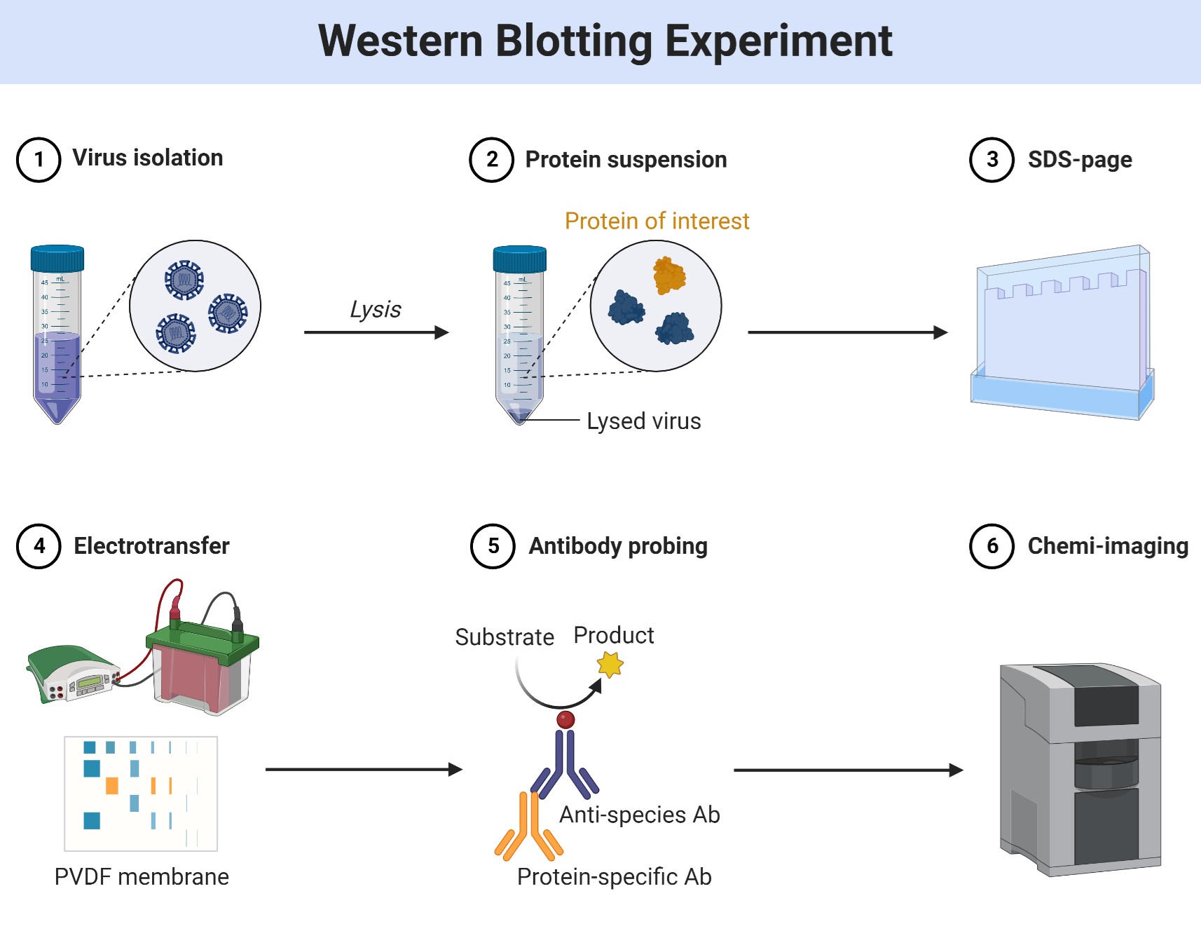 Western Blot技术历史（四）