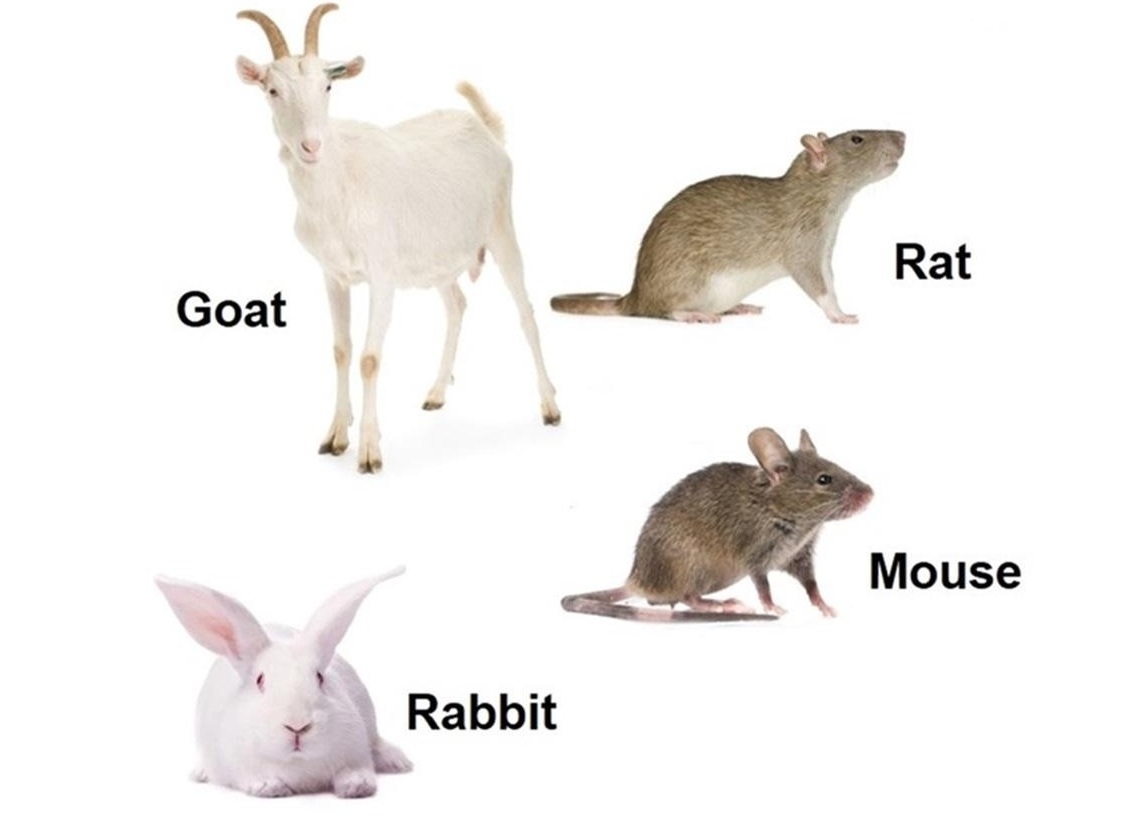 Goat IgG, whole molecule