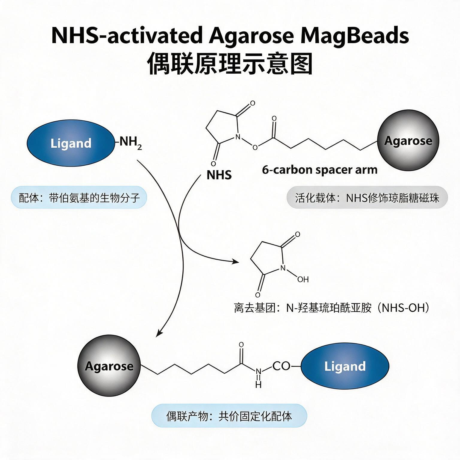 jimeng-2026-08-14-8223-参考NHS-Activated Agarose-500x500制作NHS-act....png